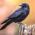 Crows’ Ability to Count 