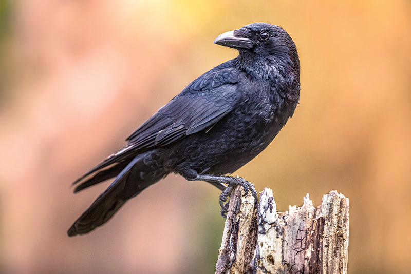 Crows’ Ability to Count 