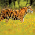 India Creates Fauna Checklist 