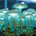 Rare Mushrooms Discovered 