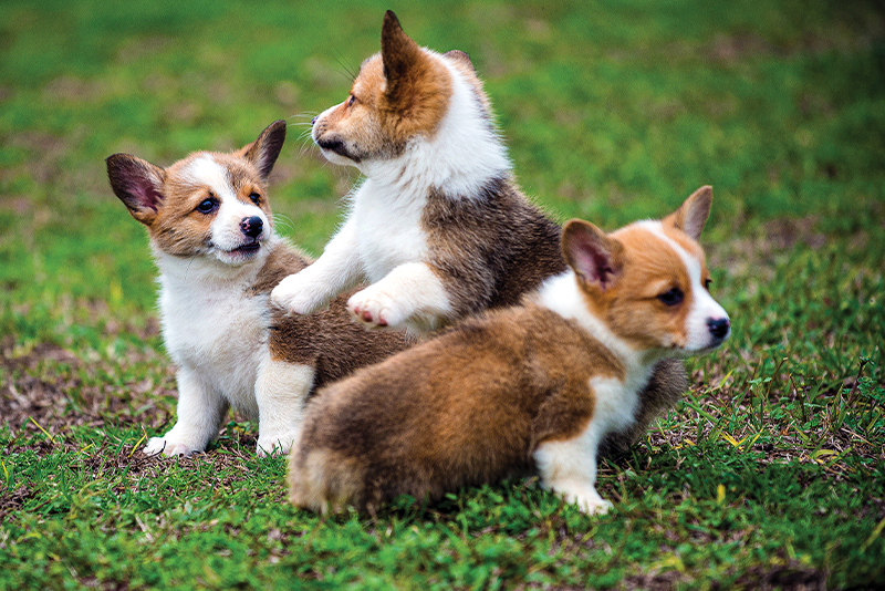 Do Puppies Lose Their Milk Teeth?