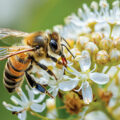 The Buzzing Helpers 