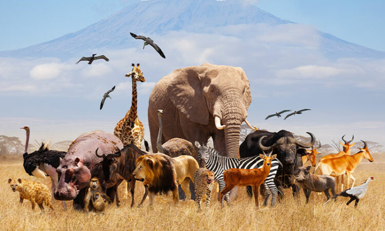 If Animals Could Speak