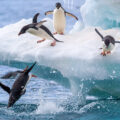 Why did penguins lose their ability to fly?