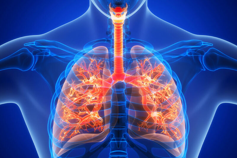 How Does Respiration Occur in Humans? 