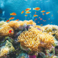 Great Barrier Reef Threatened 