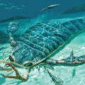 Enormous Sea Scorpion Fossils Discovered 