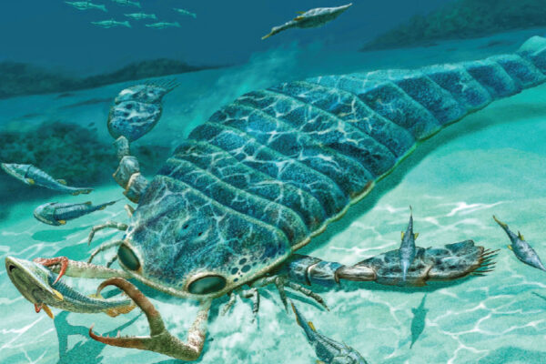 Enormous Sea Scorpion Fossils Discovered 