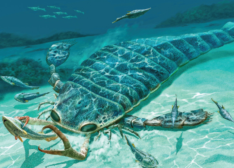 Enormous Sea Scorpion Fossils Discovered 