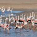 Habitats of India: The Largest Salt Desert in the World