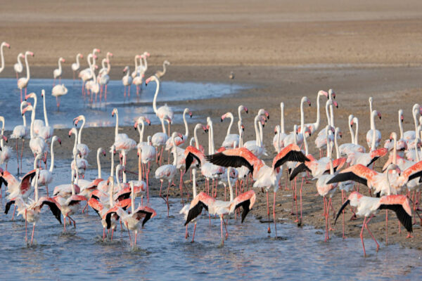 Habitats of India: The Largest Salt Desert in the World