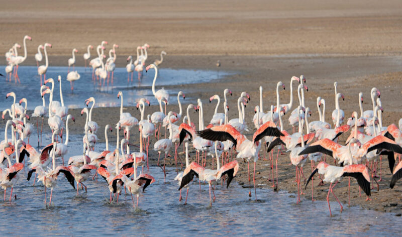 Habitats of India: The Largest Salt Desert in the World