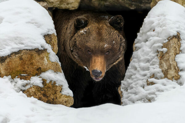 What is Hibernation?