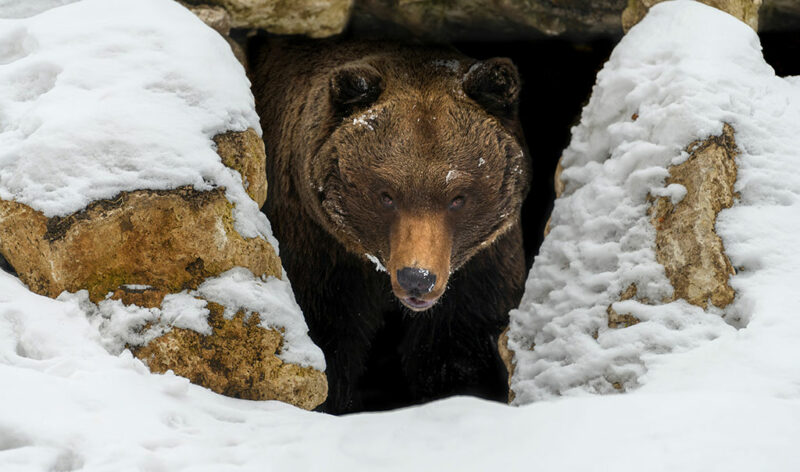 What is Hibernation?