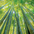 World’s Tallest Bamboo Tower