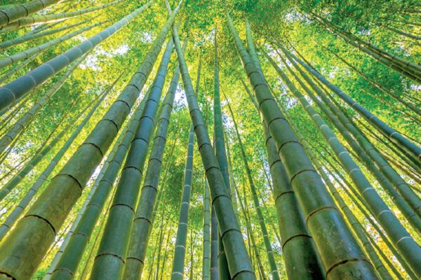 World’s Tallest Bamboo Tower