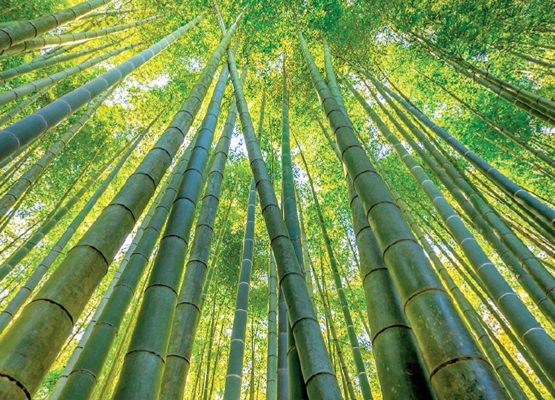 World’s Tallest Bamboo Tower