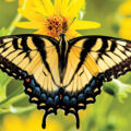 Save Lepidoptera