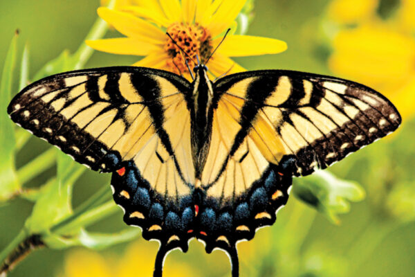 Save Lepidoptera 