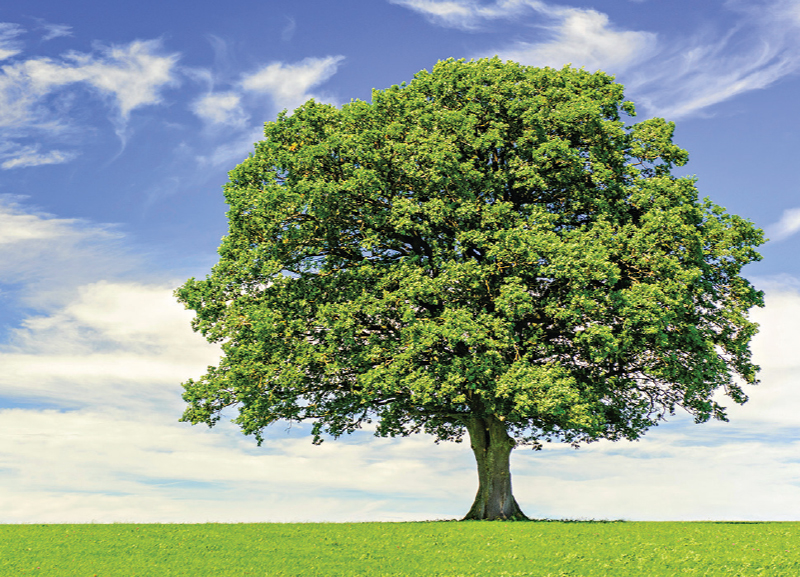 Trees: The Caretakers of Our Planet 