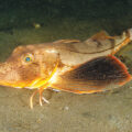 Sea Robin’s Sensory Abilities