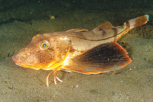 Sea Robin’s Sensory Abilities