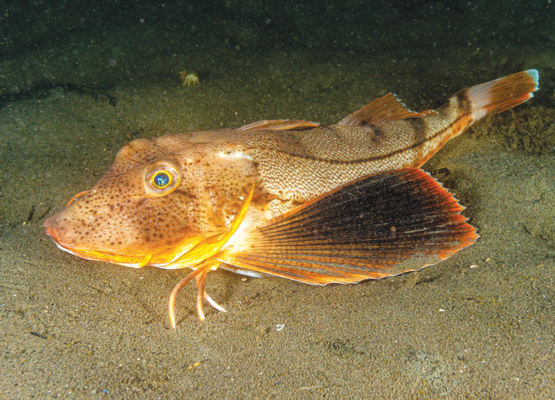 Sea Robin’s Sensory Abilities