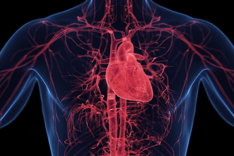 How Does the Circulatory System Function in Humans?  