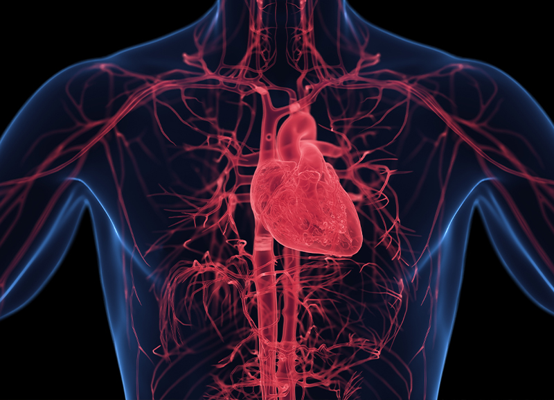 How Does the Circulatory System Function in Humans?  