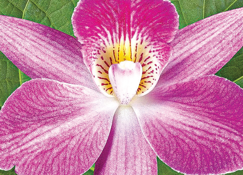 Magnified Flower in the Style of Georgia O’Keeffe