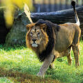 Eco-friendly Certification for Himachal Zoo 