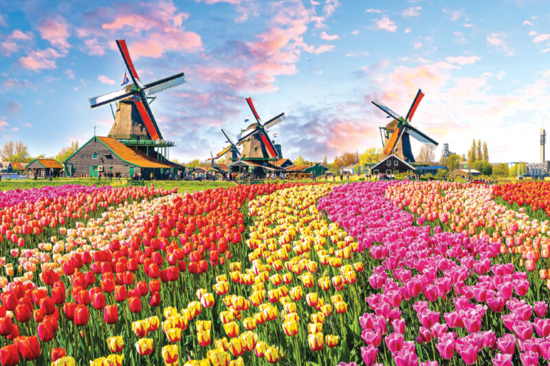 Tulip Mania: A Tale of Speculative Bubbles  