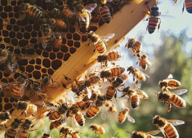 What Happens to Bees When Their Beehive Is Destroyed?  