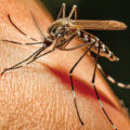 Why do mosquitoes bite?