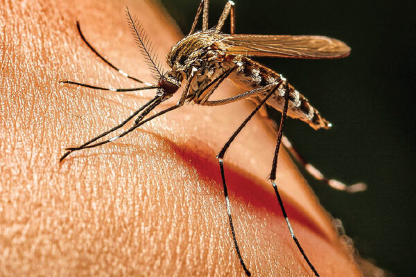 Why Do Mosquitoes Bite? 