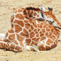 What Happens to Giraffes When They Sleep?   