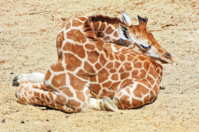 What Happens to Giraffes When They Sleep?   