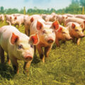 Understanding Pigs’ Sounds 