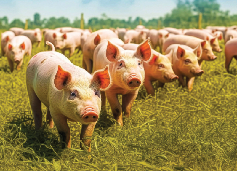 Understanding Pigs’ Sounds 