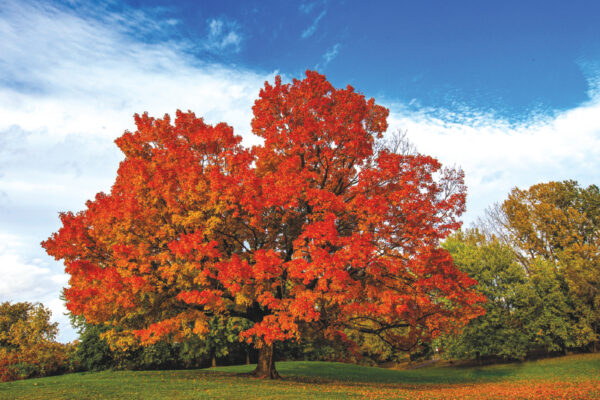 Tree Species Threatened 