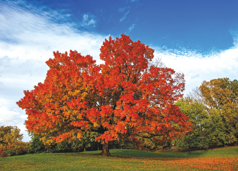 Tree Species Threatened 