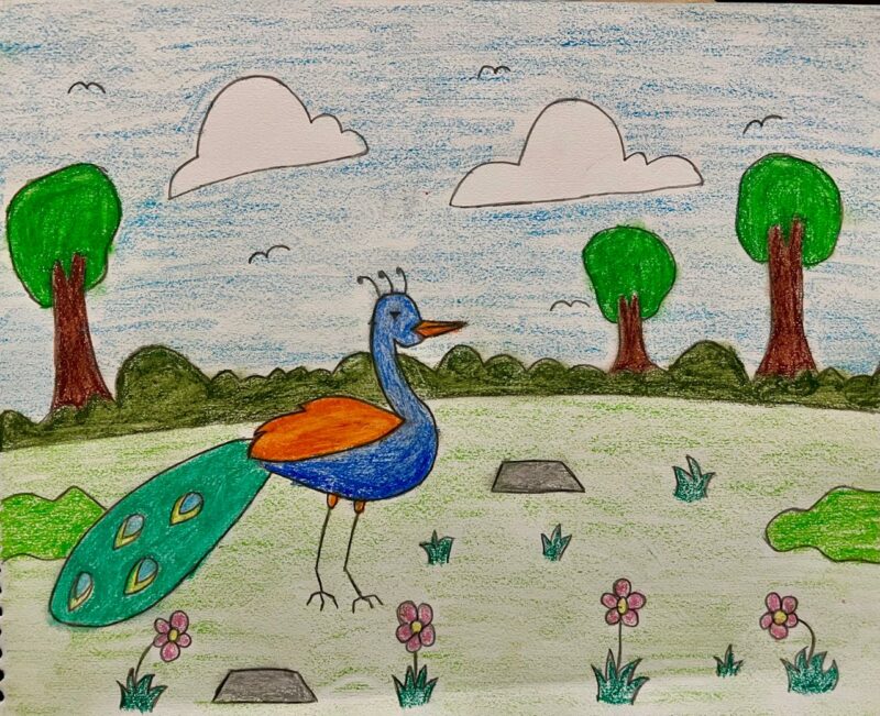 Peacock in the Forest