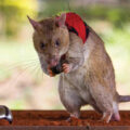 Rats Trained to Identify Smugglers 