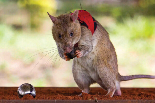 Rats Trained to Identify Smugglers 