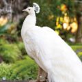 Bird Park in Mumbai 