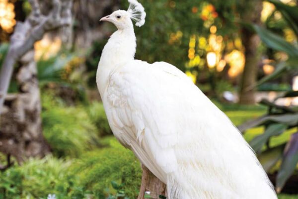 Bird Park in Mumbai 