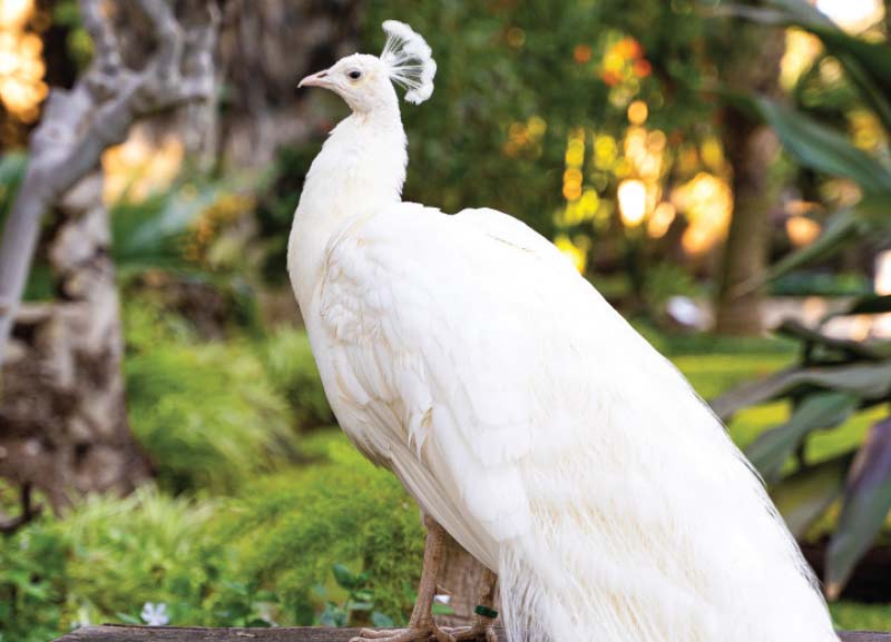 Bird Park in Mumbai 