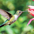 Bats, Birds and the Ecosystem