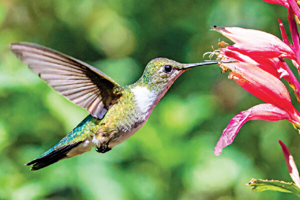 Bats, Birds and the Ecosystem