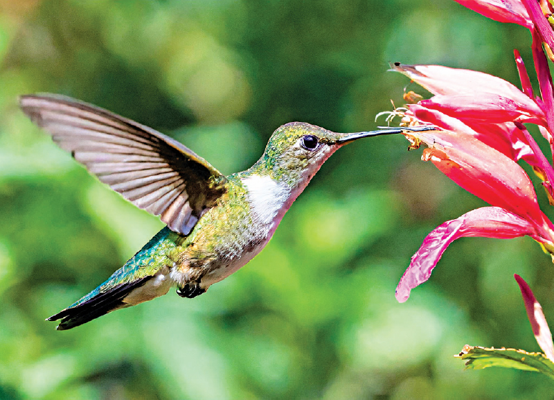 Bats, Birds and the Ecosystem